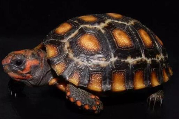 世界十大龟 河龟少到被圈养，红腿陆龟有着葫芦腰