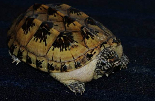 什么乌龟好养又漂亮？全球十大最受欢迎宠物龟 