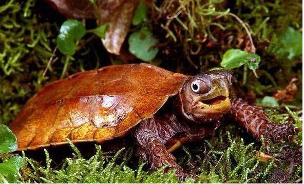 什么乌龟好养又漂亮？全球十大最受欢迎宠物龟 