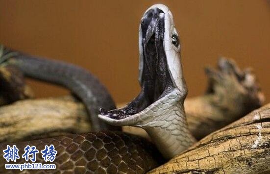 盘点蛇类世界之最，世界上最大的蛇是什么蛇