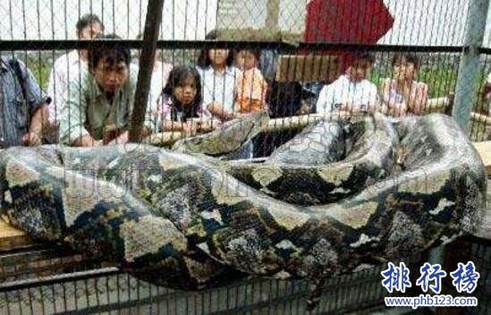 盘点蛇类世界之最，世界上最大的蛇是什么蛇