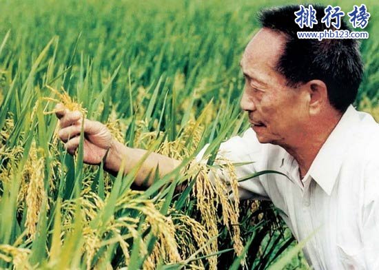 水稻最高亩产多少斤?袁隆平超级杂交水稻1149.02公斤（世界纪录）